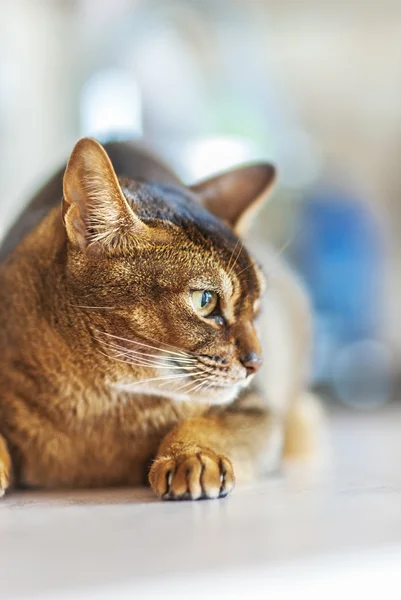 阿比西尼亚猫 — 图库照片