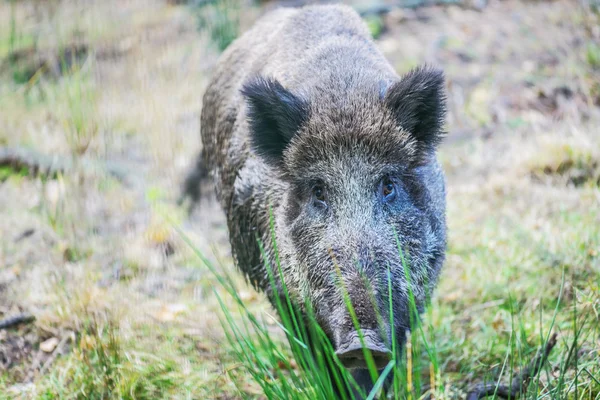 Wild zwijn op achtergrond van groen gras — Stockfoto