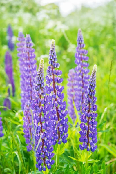 Lupinus — Stock Photo, Image