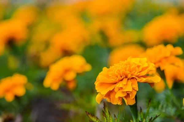 Turuncu kadife çiçeği — Stok fotoğraf