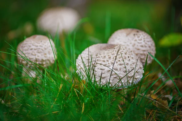 Muchomůrka porfyrie — Stock fotografie