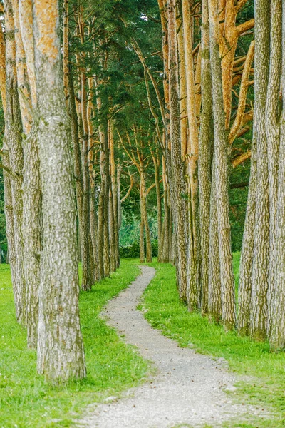 Διαδρομή δάσος στον πεύκο — Φωτογραφία Αρχείου