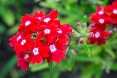 Kırmızı verbena
