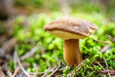 Boletus mantar