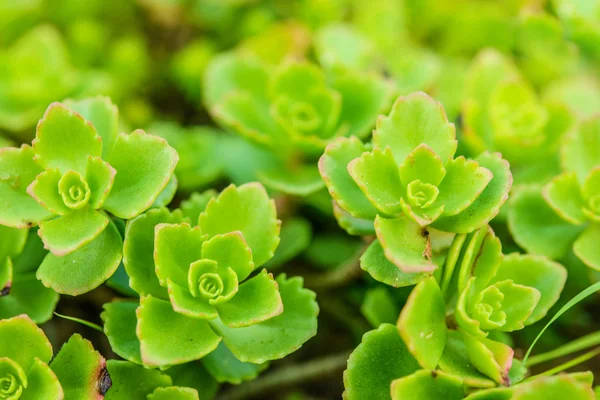 景天属植物 （景天西班牙语) — 图库照片