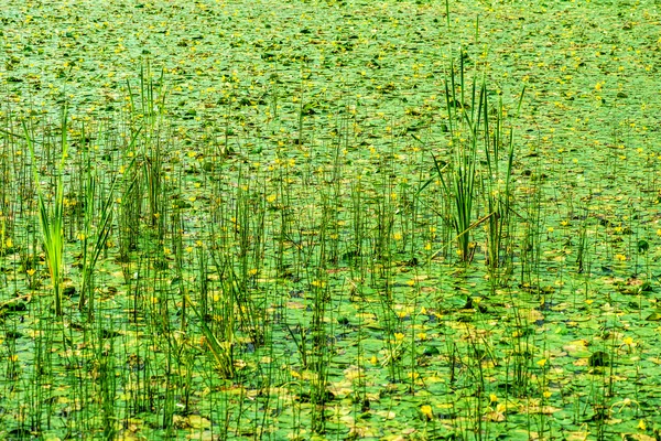 Marsh overgrown with reeds — Stock Photo, Image