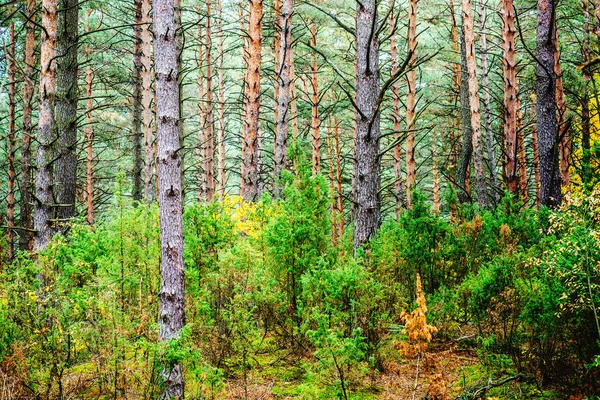 Floresta de pinheiro — Fotografia de Stock