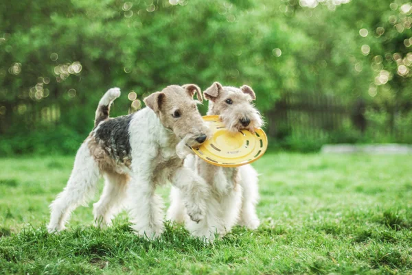 Iki köpek tilki korkunç doğurmak — Stok fotoğraf