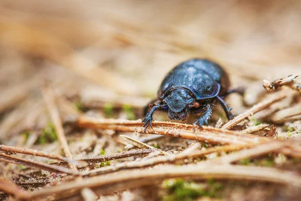 Dor crawling — Stock Photo, Image