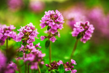 bergenia