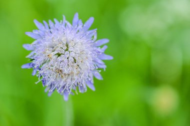 Scabiosa