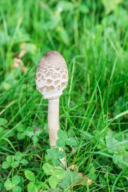 Macrolepiota