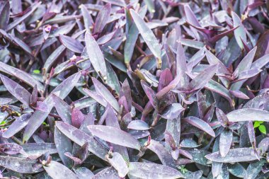 tradescantia
