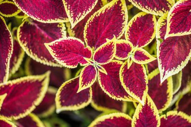 Coleus