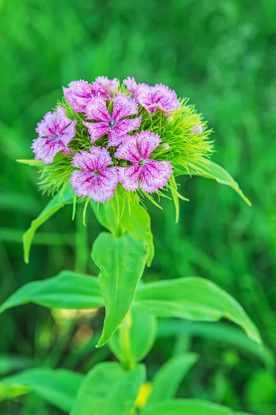 Dianthus barbatus — Stockfoto