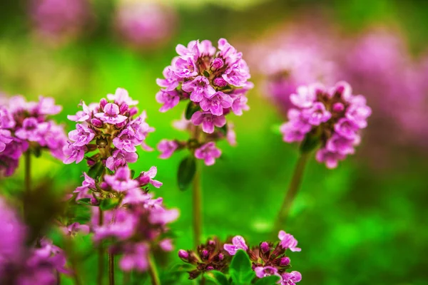 Bergenia — Foto Stock