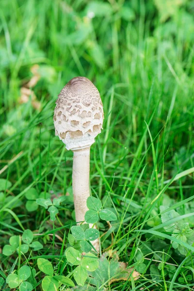 Macrolepiota — 图库照片