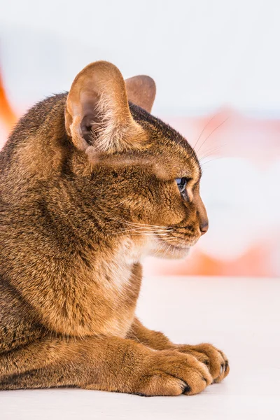 Gatto abissino — Foto Stock