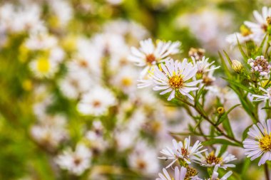 Aster amellus