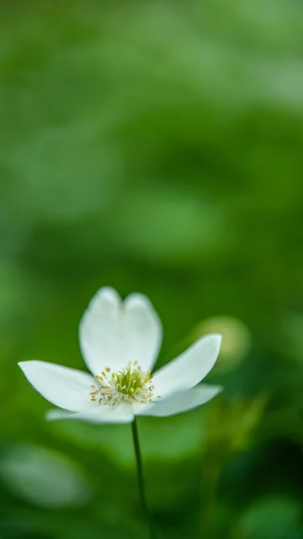 Anemone — Stockfoto