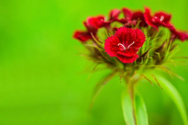 Dianthus barbatus — Stock fotografie