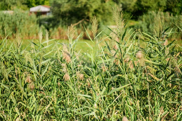 Riet — Stockfoto