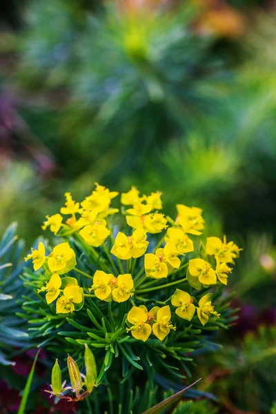 Euphorbia cyparissias — Stock Photo, Image