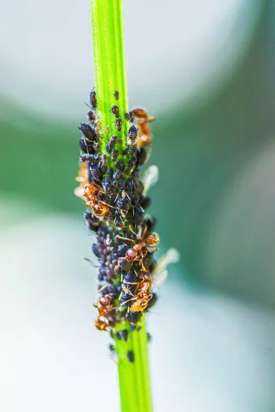 蚂蚁群蚜虫殖民地 — 图库照片