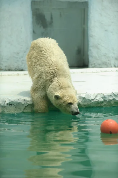 Urso polar — Fotografia de Stock