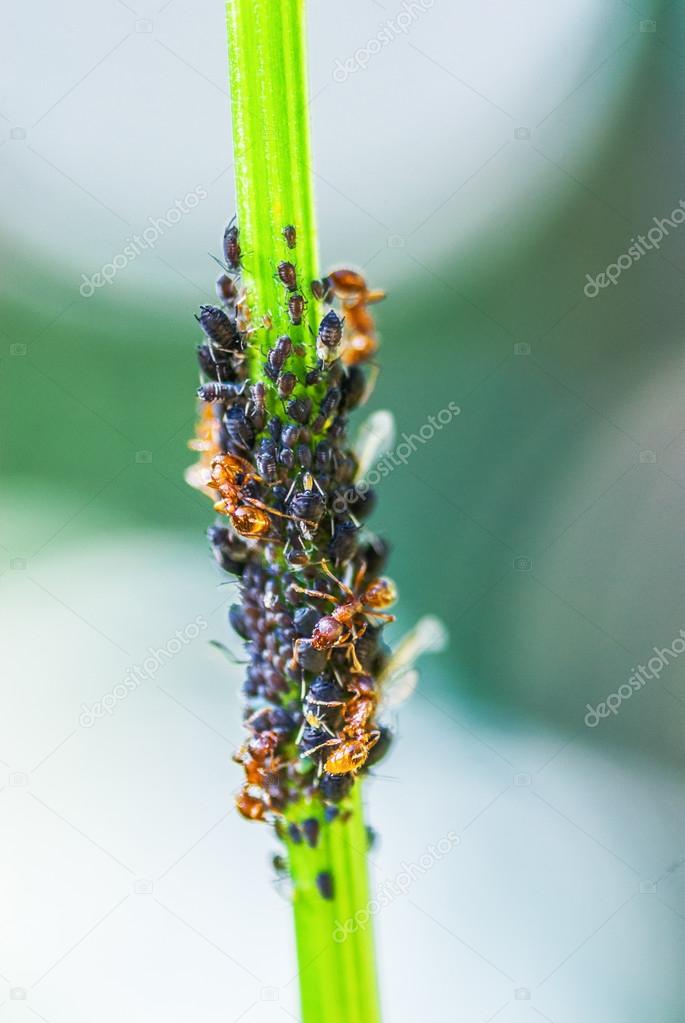 Ants herd aphids colony