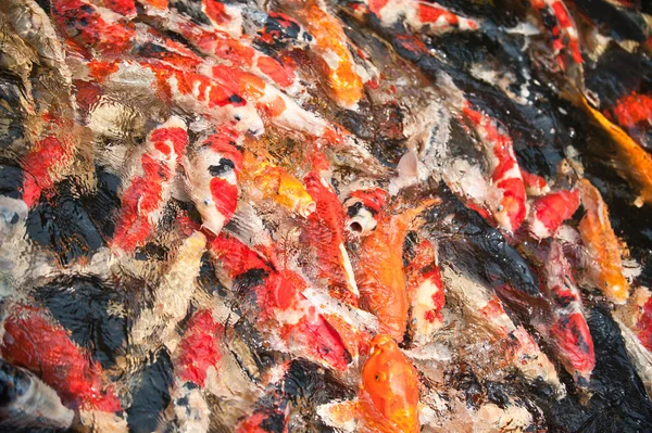 Balık sürüsü çok renkli balıklar — Stok fotoğraf