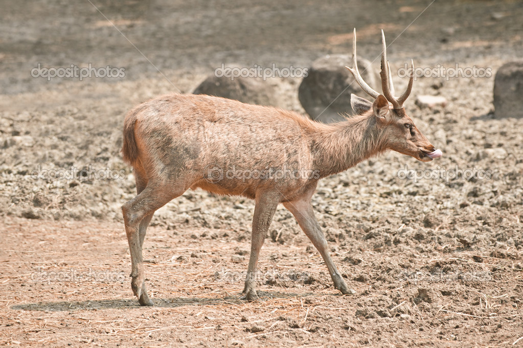 Wood deer — Stock Photo © BestPhotoStudio 49492589