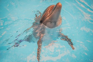 yunus havzası oceanarium