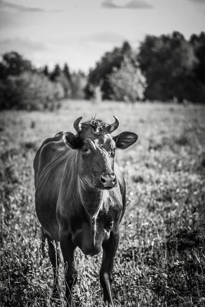 La vache mange une herbe — Photo