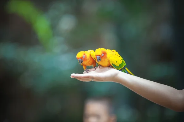 Iki güzel papağan — Stok fotoğraf