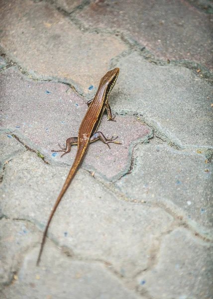 Small nimble lizard — Stock Photo, Image