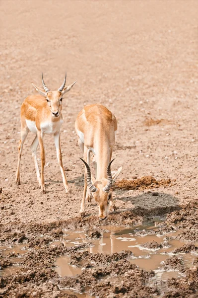 Dos impalas masculinas — Foto de Stock