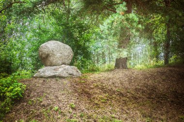 yoğun orman büyük boulder
