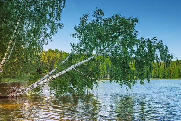 White birch, bent down to river — Stock Photo, Image