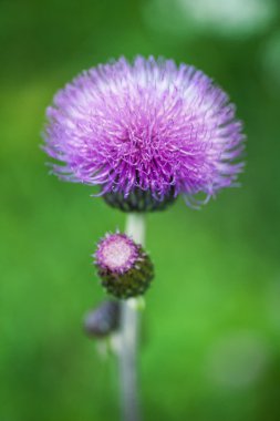 Cirsium arvense clipart