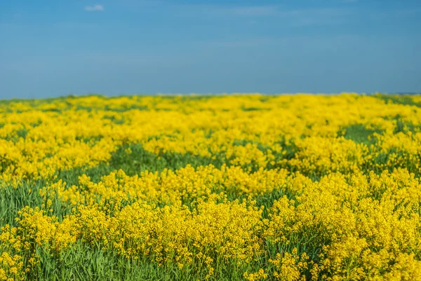 Yellow rapeseed — Stock Photo, Image