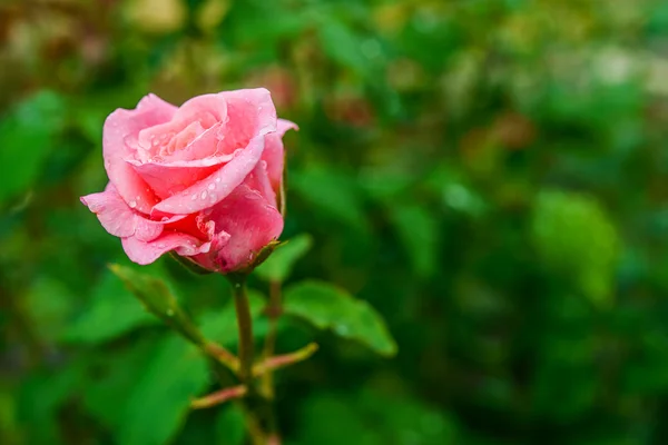 Róże ogrodowe — Zdjęcie stockowe