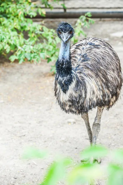 De emu — Stockfoto