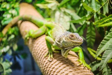 Iguana