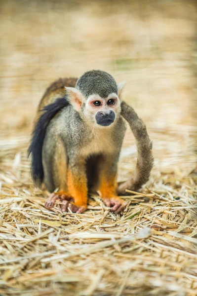 Saimiri sciureus — Stok fotoğraf