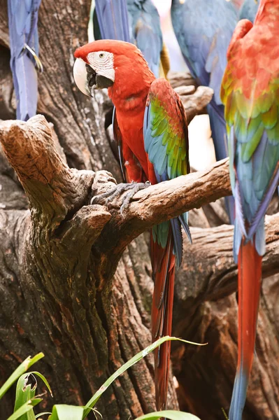 Ara araruana rood-groen-blauw. — Stockfoto