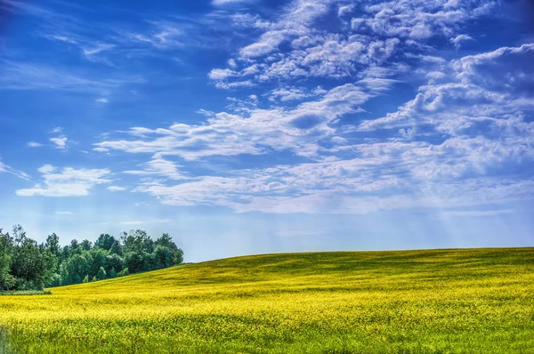 Yellow rapeseed — Stock Photo, Image