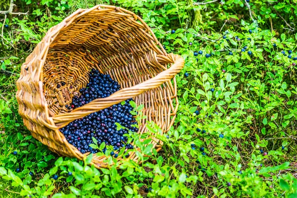 Ripe blueberries — Stock Photo, Image