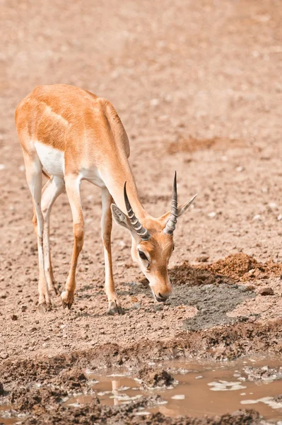 Männliche Impala — Stockfoto