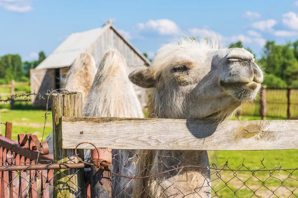 Baktrisches Kamel — Stockfoto